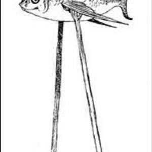 Fish and stilts aka the Fizzgiggious Fish who... Fish and stilts aka the Fizzgiggious Fish who...